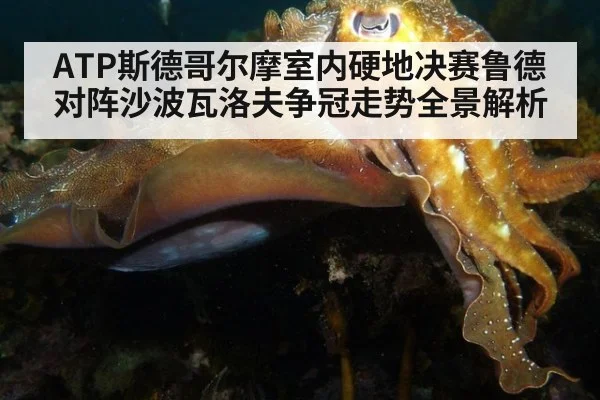 ATP斯德哥尔摩室内硬地决赛鲁德对阵沙波瓦洛夫争冠走势全景解析